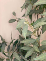 Árbol Eucalipto Pequeño - Imagen 2
