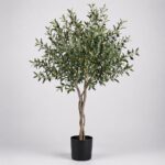 Árbol Olivo
