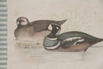 Cuadro Rayas Patos - Imagen 3